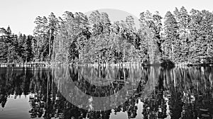Renda. Summer. Lake. Forest black-white. photo