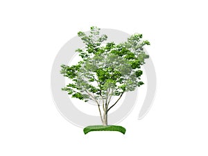 Render of the carpinus bush