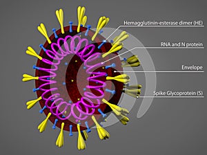 Coronavirus model photo