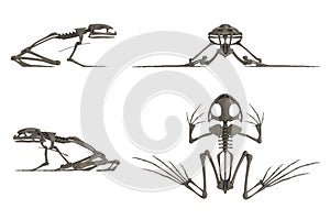 Render of frog skeleton