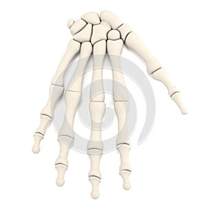 Render of hand bones