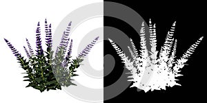 Front view of Plant Plectranthus verticillatus Swedish ivy 1 Tree png with alpha channel to cutout made with 3D render