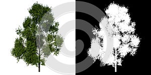 Front view tree Adolescent American sweetgum storax tree 2 white background alpha png 3D Rendering 3D Ilustracion photo
