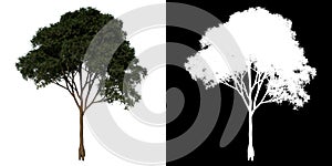 Front view tree Adolescent mahogany Caoba 1 white background alpha png 3D Rendering Ilustracion 3D photo