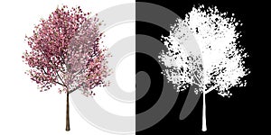 Front view of Tree Cherry tree  Plant png with alpha channel to cutout made with 3D render