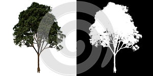 Front view tree mahogany Caoba 1 white background alpha png 3D Rendering Ilustracion 3D photo