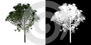 Front view tree Real Maple 2 white background alpha png 3D Rendering Ilustracion 3D photo