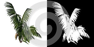 Front view tree  Young Howea forsteriana Kentia 3 white background alpha png 3D Rendering Ilustracion 3D