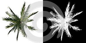 Top view tree Adolescent Coconut Tree Palm 1 white background alpha png 3D Rendering 3D Ilustracion photo