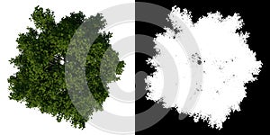 Top view tree  American sweetgum storax tree 1  white background alpha png 3D Rendering 3D Ilustracion photo