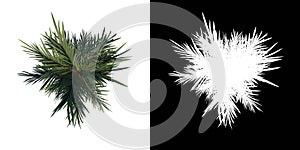 Top view tree  Red Palm tree 3  white background alpha png 3D Rendering 3D Ilustracion photo