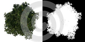 Top view tree Young mahogany Caoba 2 white background alpha png 3D Rendering Ilustracion 3D photo