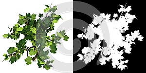 Top view of Plant (Vid green grapes) Tree png with alpha channel to cutout made with 3D render