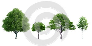 Render Trees Isolated on white background