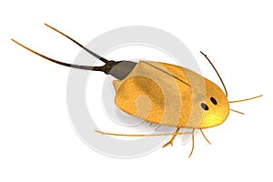 Render of triops cancriformis