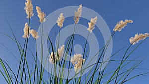 Ryegrass against blue skies photo