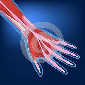 Rendering of a hand with muscles and tendons on a blue background.