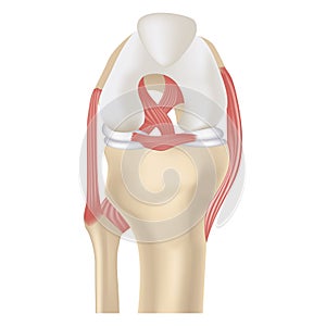 Rendering of the knee joint and its tendons. Cruciate ligament.