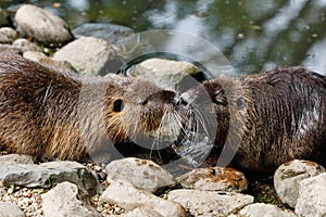 Rendevouz of coypus by the river