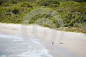 Rendezvous Bay, Antigua