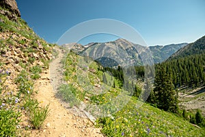 Rendezvous Mountain Trail Crosses Wildflower Covered Meadow
