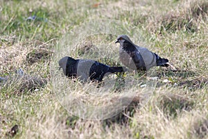 Rendezvous of pigeons