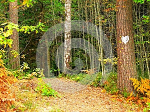 Rendezvous-place at a nearby autumn forest edge