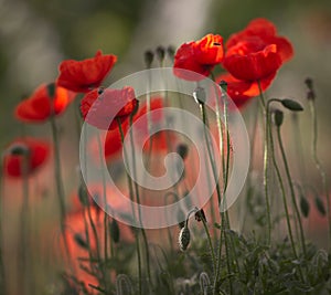 Rendezvous under the poppies