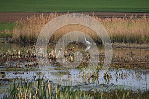 Rendezvous in the Wetland biotope