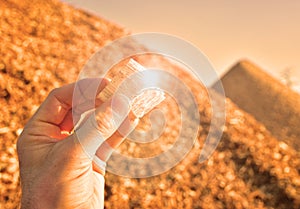 Renewable energy woodchips in hand