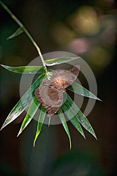 Renewal: Brown Butterfly At Rest