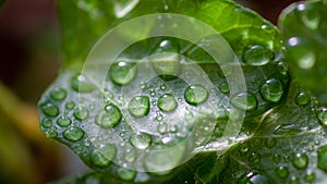 Renewal: Fresh Green Leaves with Waterdrops