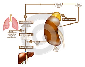 The Renin-Angiotensin-Aldosterone System. Regulating Blood Pressure. Angiotensin-converting enzyme.