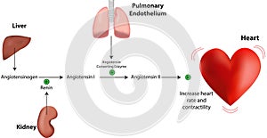 Renin Angiotensin System