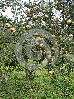 Rennet Apple Fruity Tree in Organic Orchard
