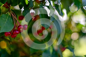 Rennet tree. red ripe apples on a branch Apple tree Small apple
