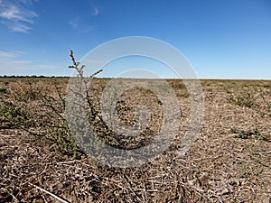 Renoval del mote austral reaparece en aÃÂ±o seco photo