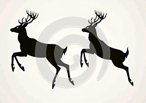 The rentiere in different poses: standing/springing