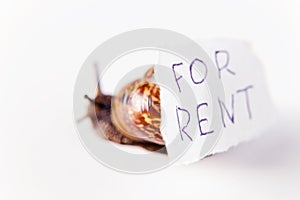 For rentÃ¢â¬Â¦ photo