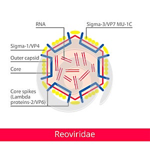 Reoviridae. Classification of viruses.