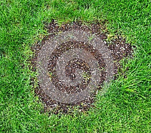 Repair patch on natural grass lawn