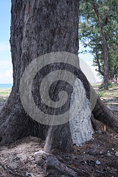 Repairing large tree burrows by using concrete to seal the cavity with concrete