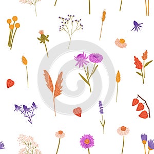 Repeatable pattern of meadow flowers. Floral endless background with dry wildflowers. Wild blossom plants: physalis