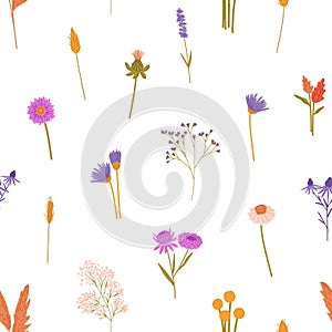 Repeatable pattern of wildflowers: stems of tansies, gypsophila. Wild blossom plants, meadow flowers. Botanical endless