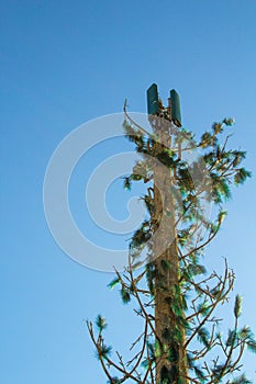 repeater antenna on top of a tree, method to safeguard and protect nature