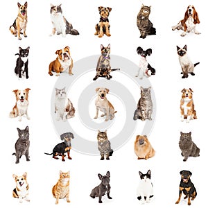 Repeating Pattern of Cats and Dogs