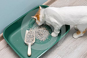 replacing dry litter in a cat's litter box