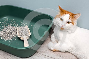 replacing dry litter in a cat's litter box.