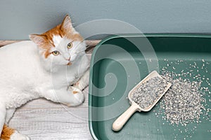 replacing dry litter in a cat's litter box.