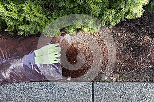 Replacing existing red bark mulch in shrubs with work gloves on top of new bag